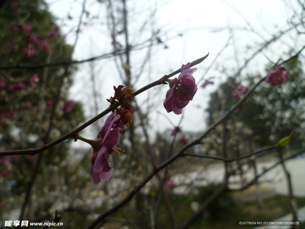 桃花
