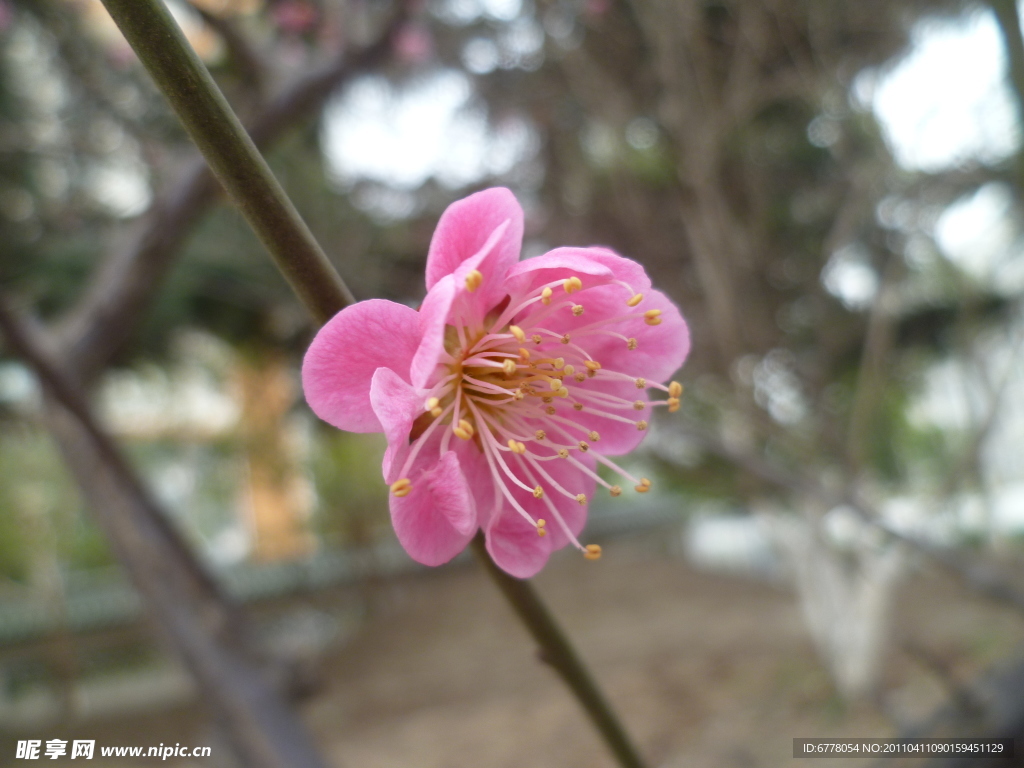 桃花