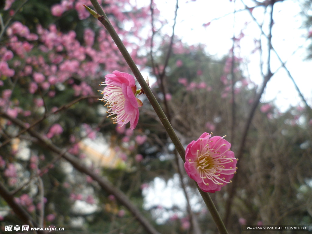 桃花