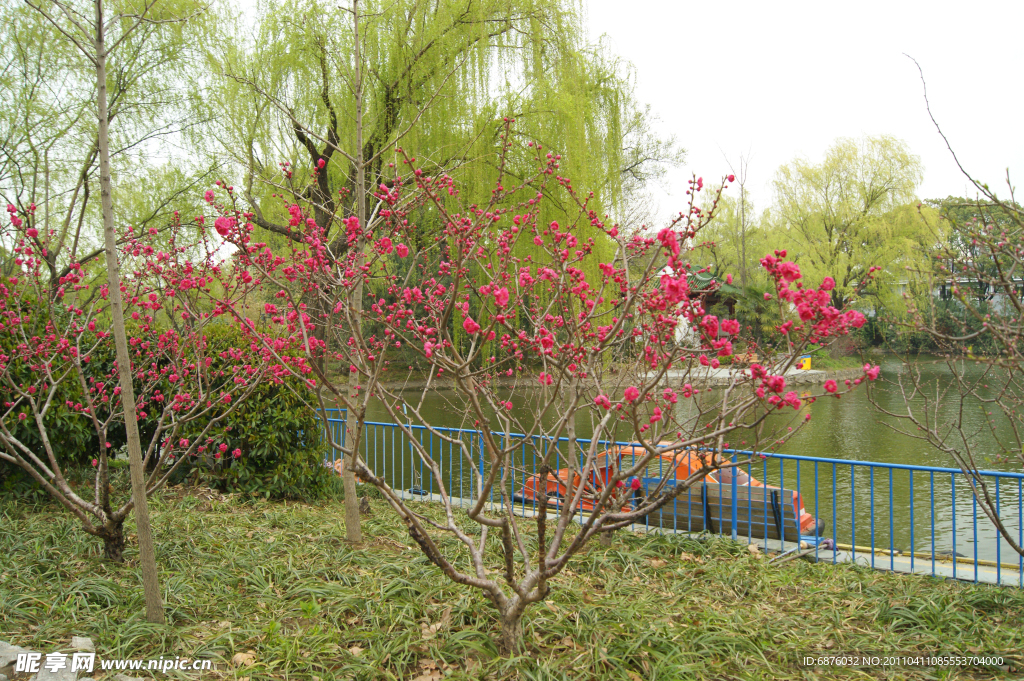 桃花红红