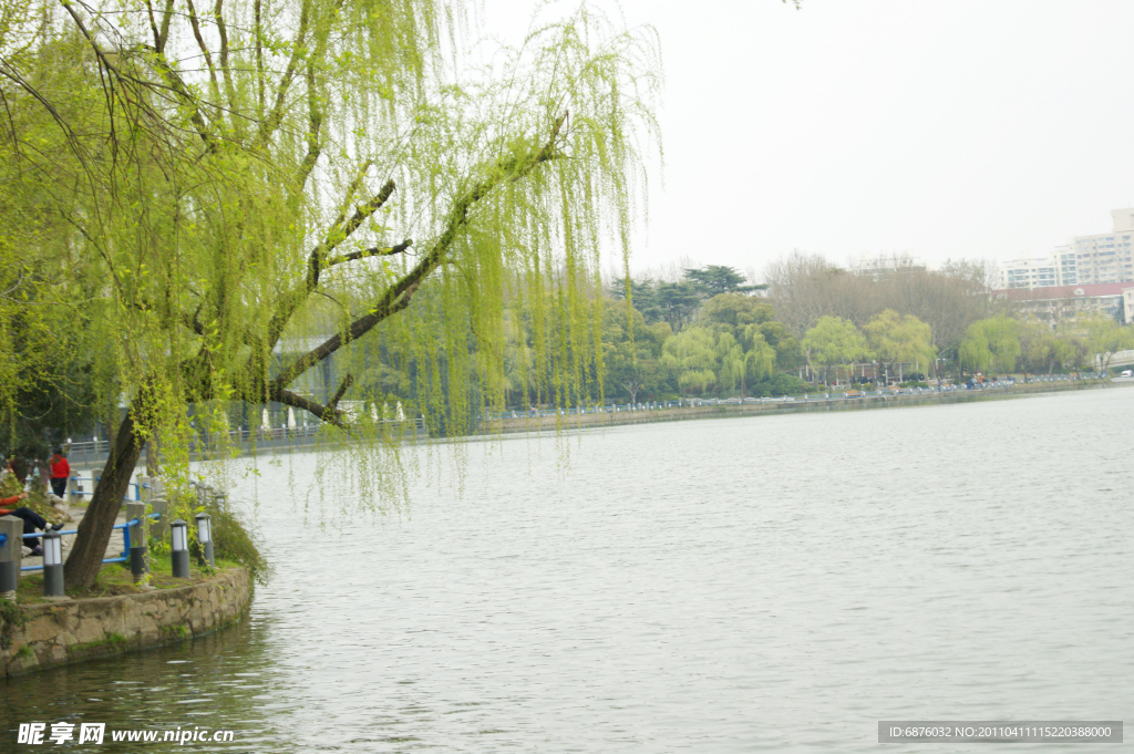 湖水柳树