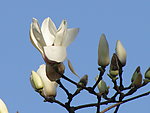白玉兰