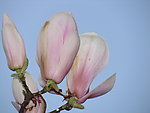 玉兰花