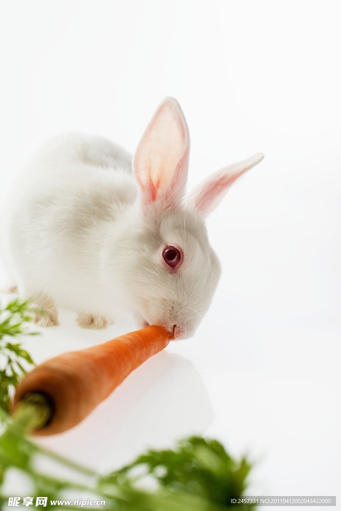 吃萝卜的小白兔