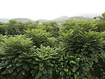 香椿树