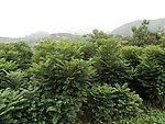 香椿树