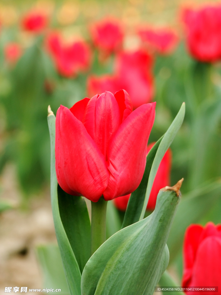 郁金香花