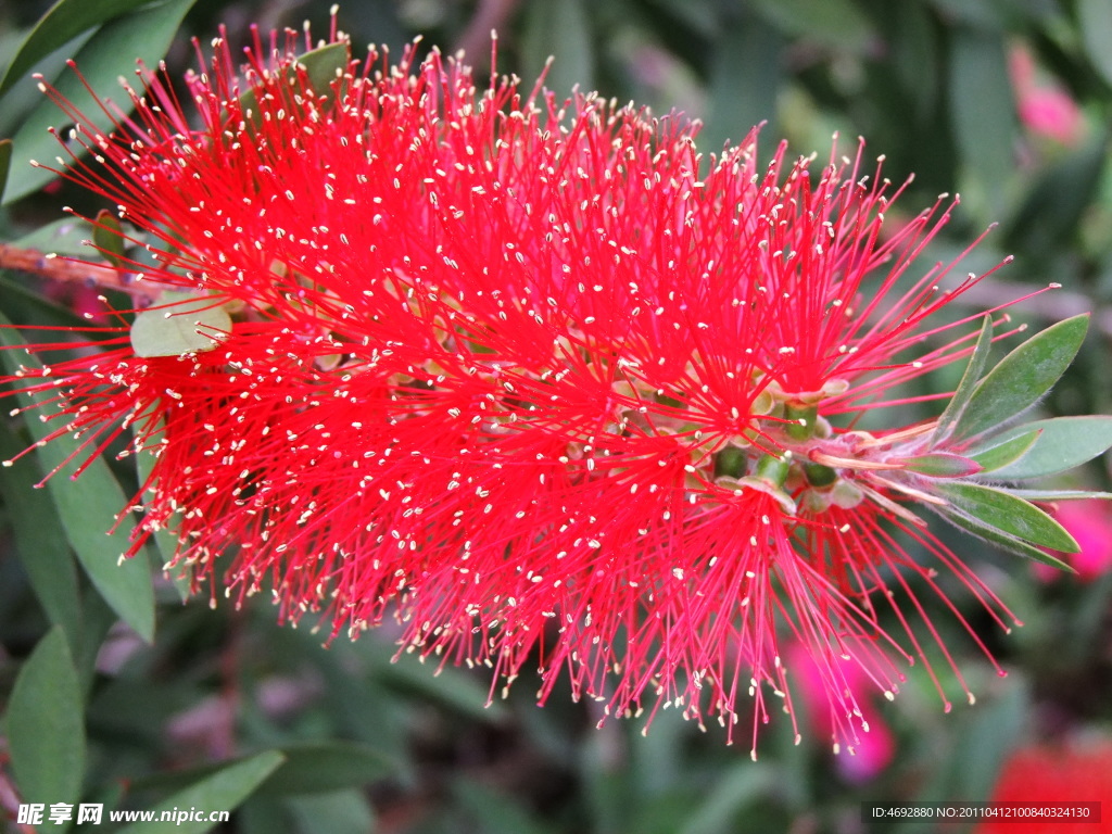 红刺花