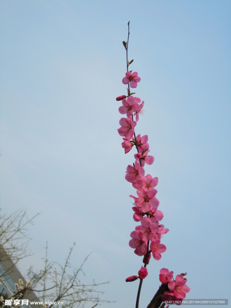 桃花
