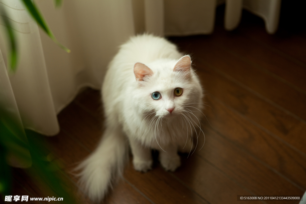 波斯猫