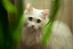 波斯猫