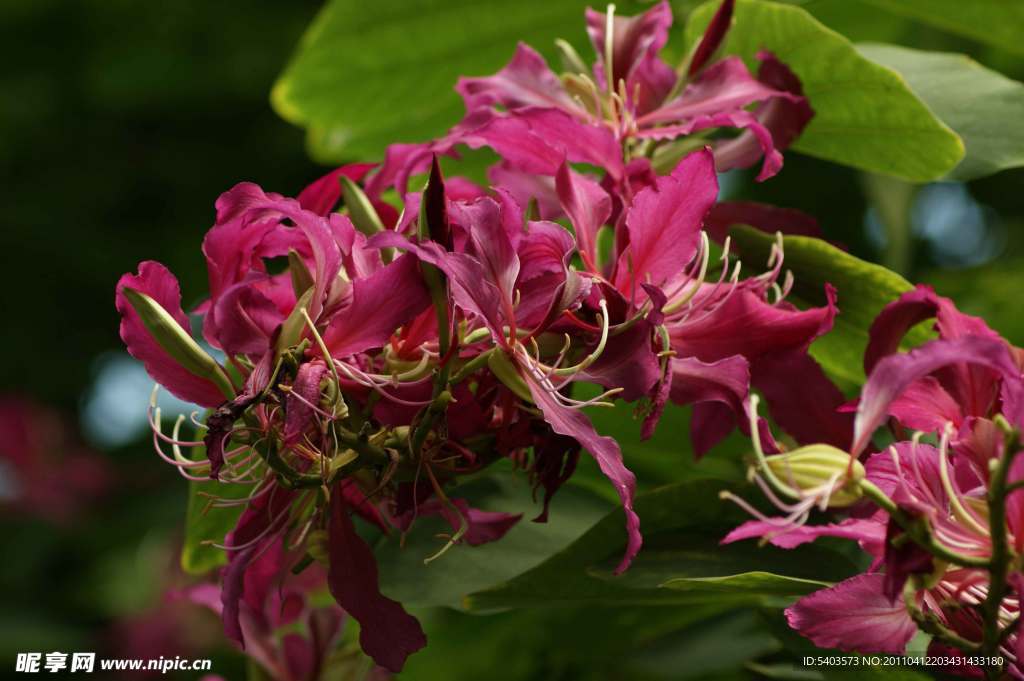 百合花