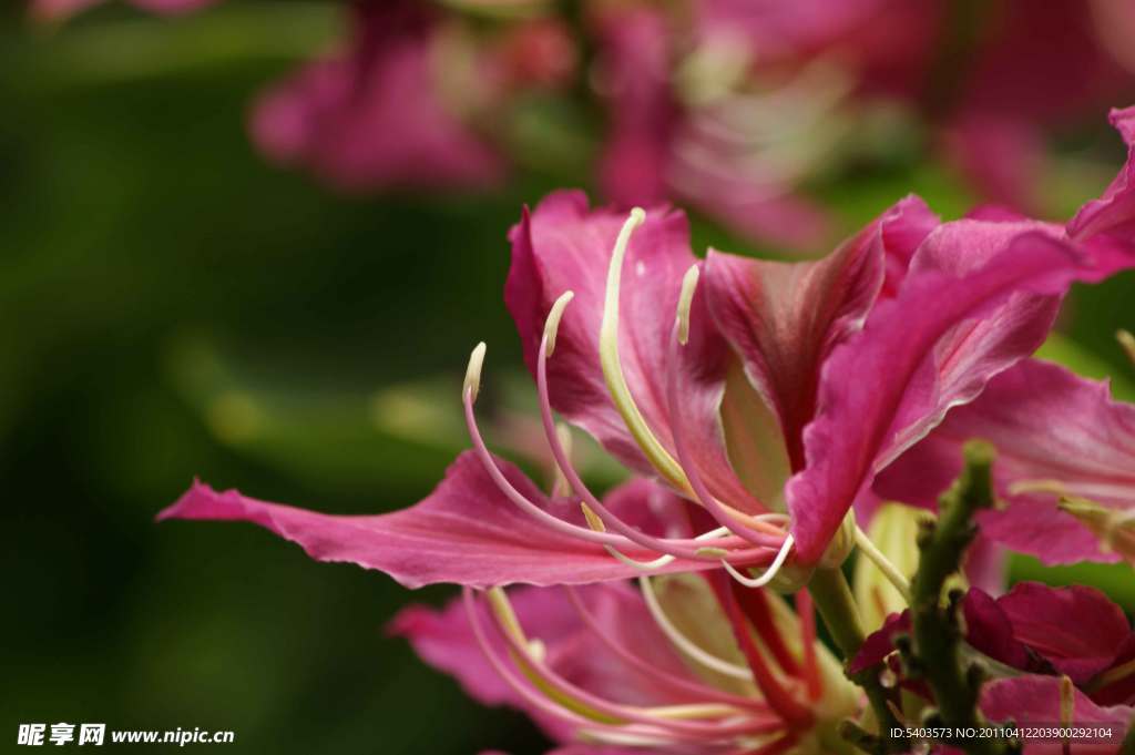 百合花