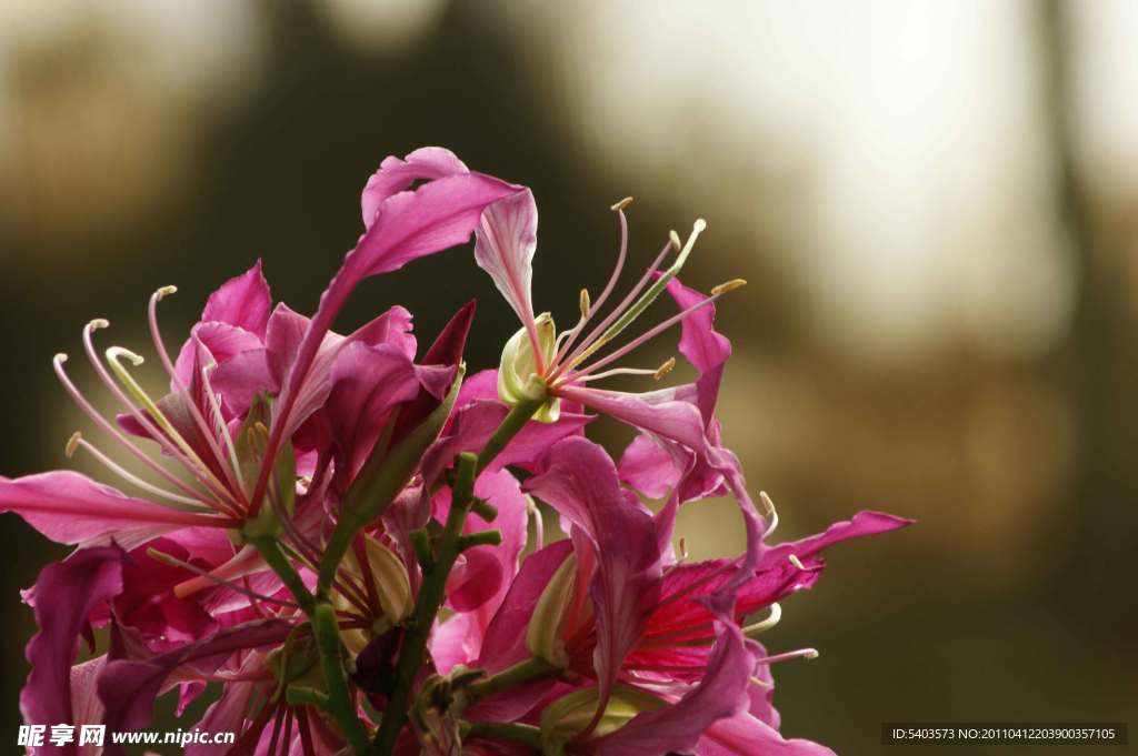 百合花
