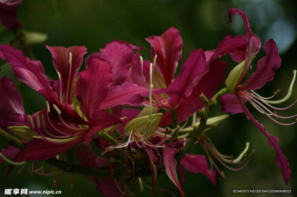 百合花