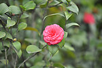 山茶花