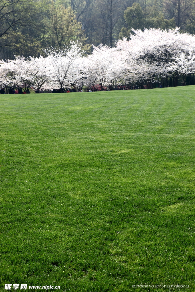 绿色草地上的樱花