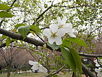 白樱花