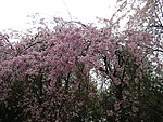 红樱花