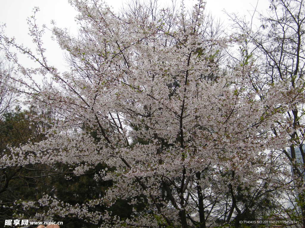 白樱花