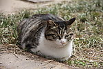 野猫