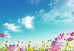 蓝天白云鲜花