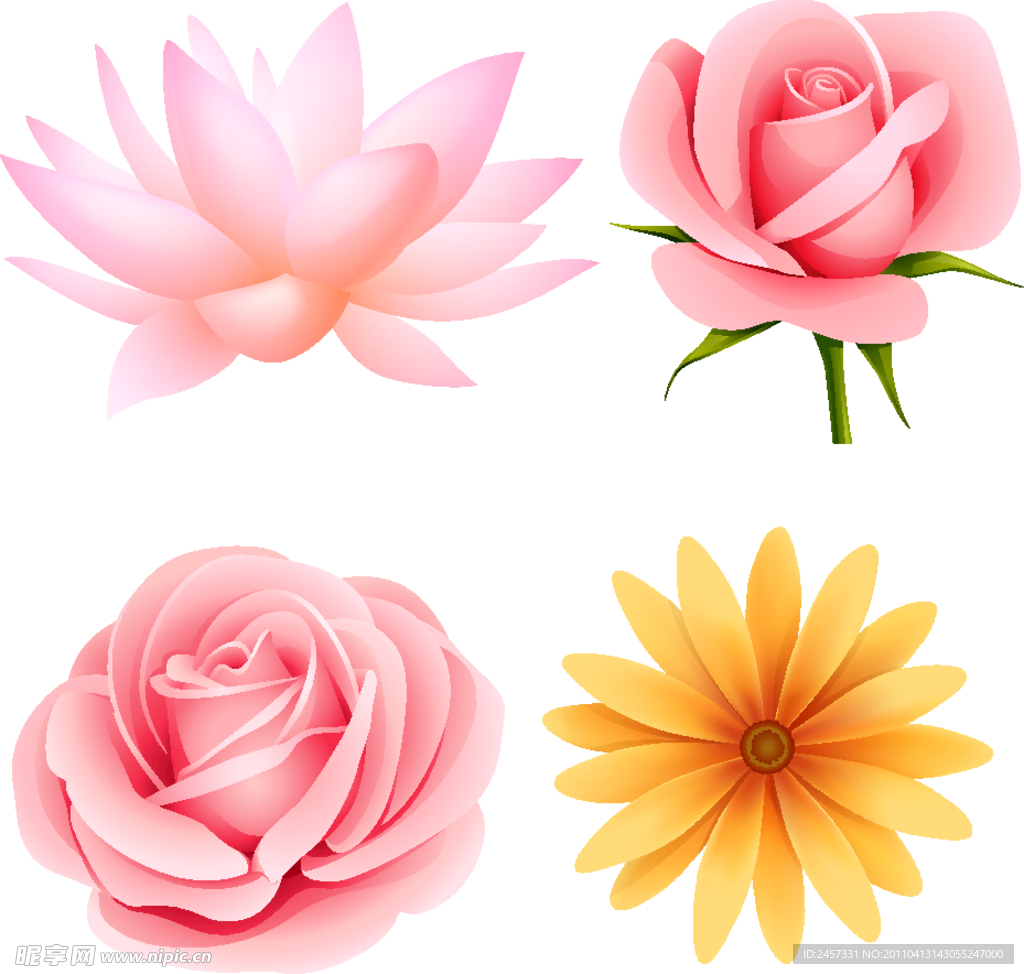玫瑰和菊花