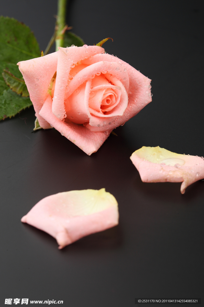 玫瑰花花瓣