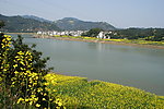 新安江油菜花
