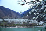 梨花