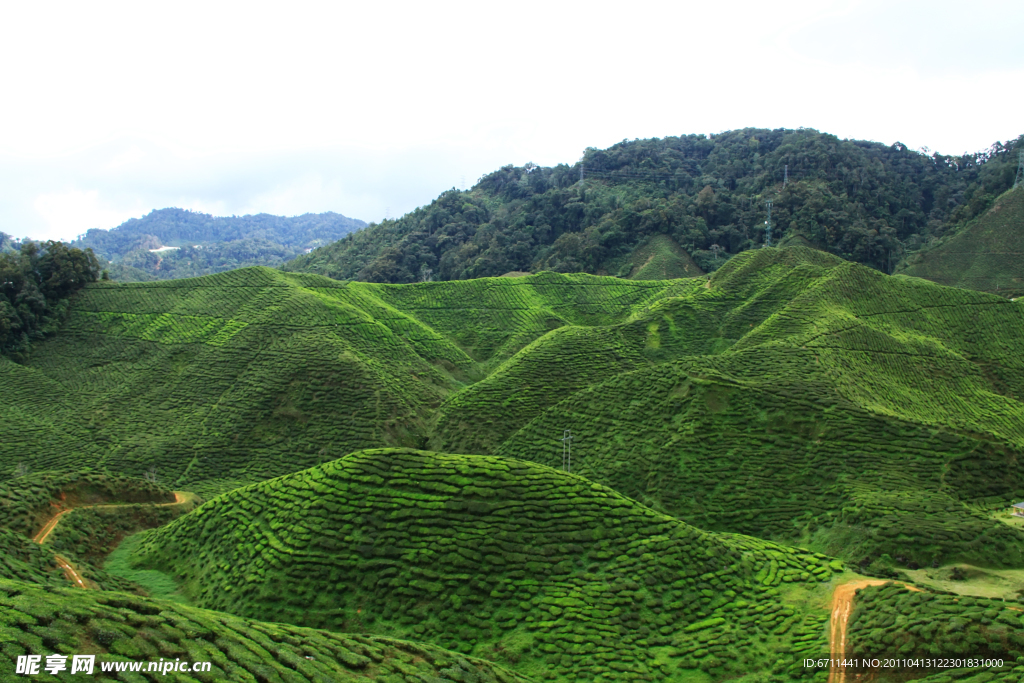 茶山风光