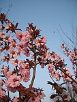 春天的花