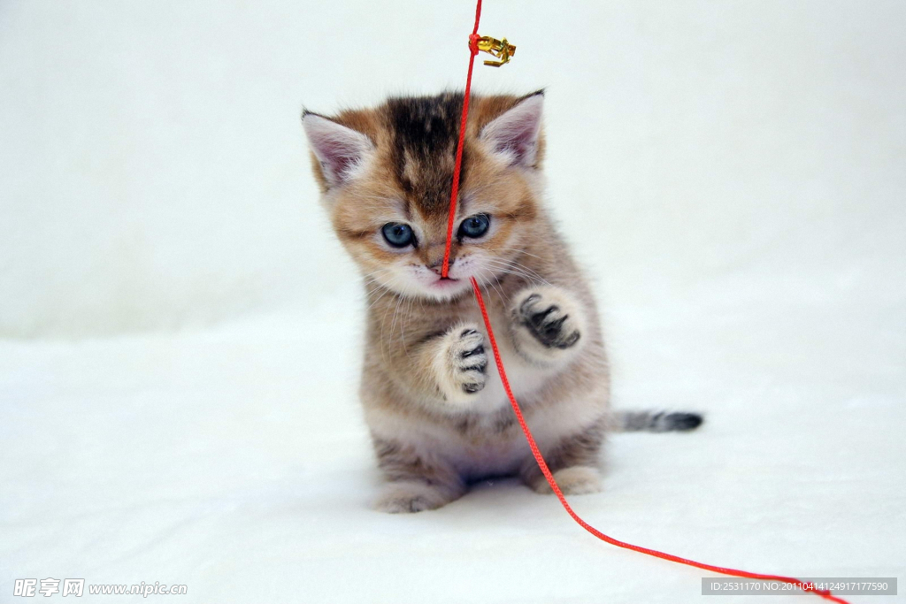 小猫