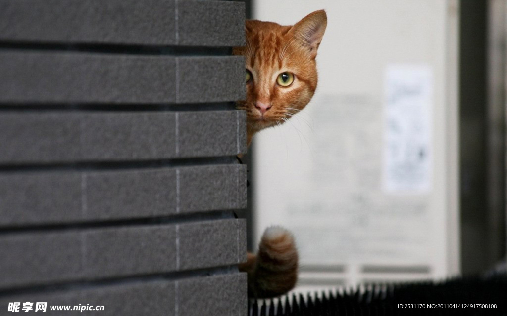 宠物猫