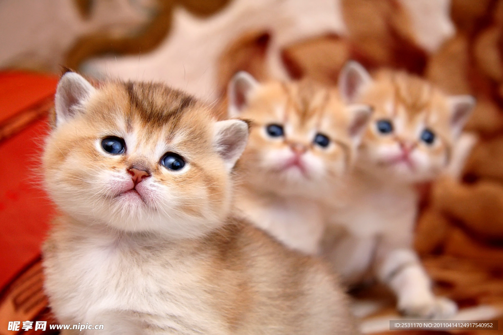 小猫