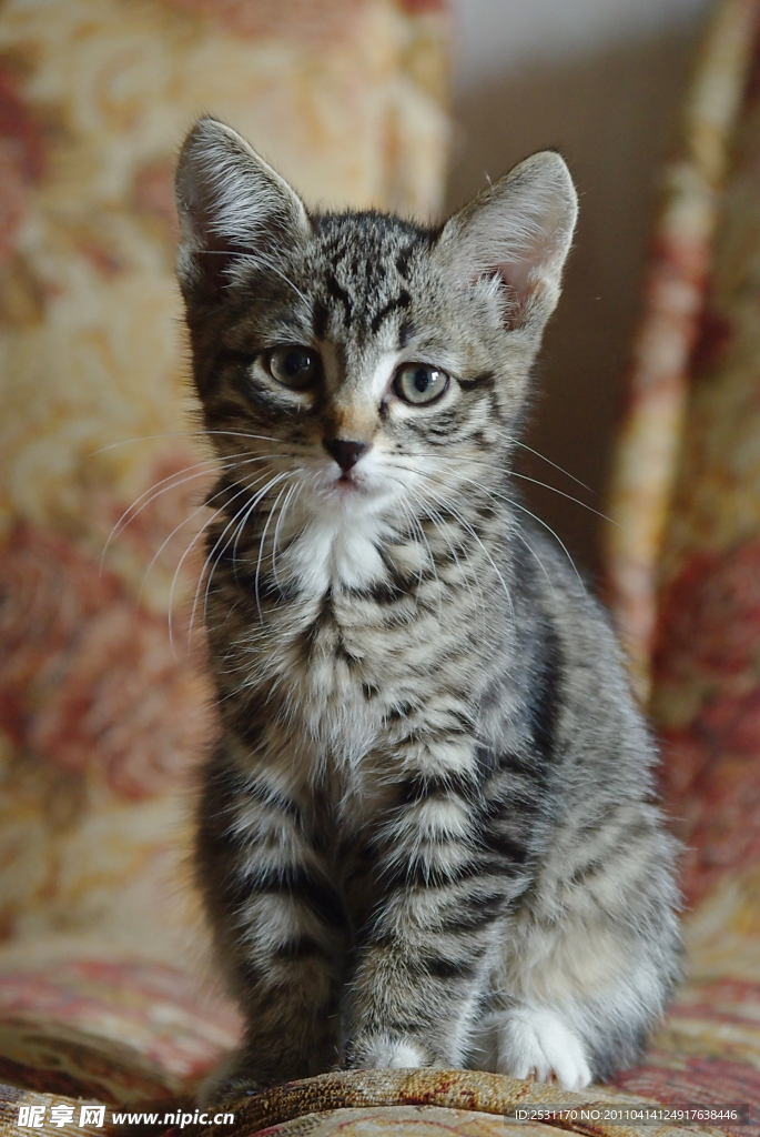 家猫