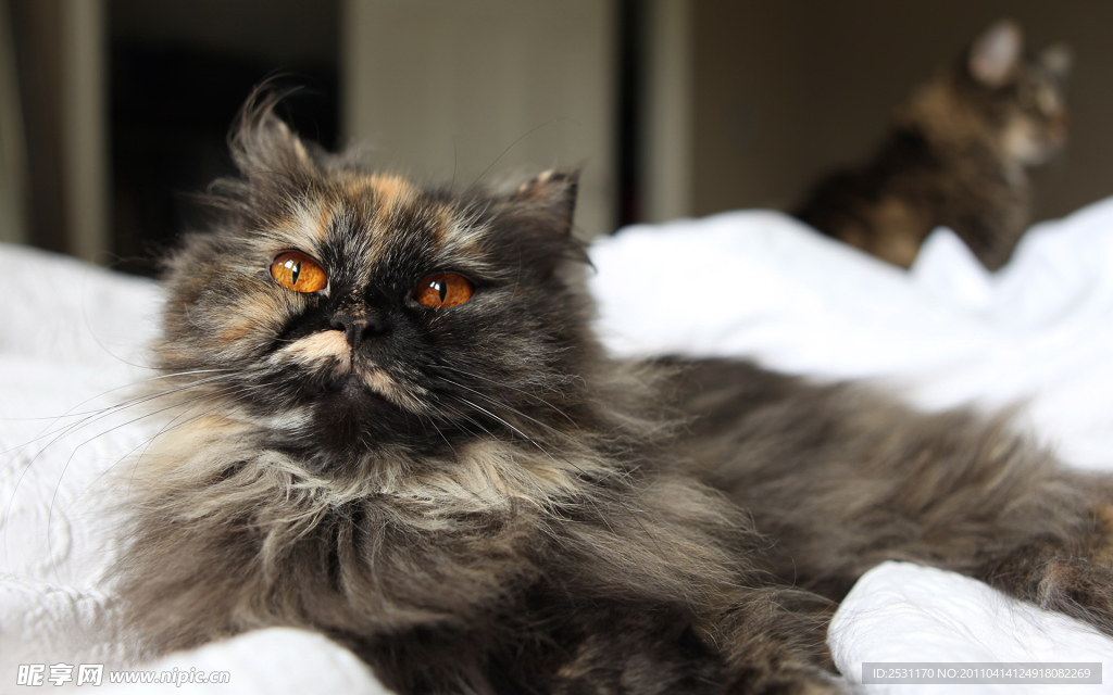 黑猫
