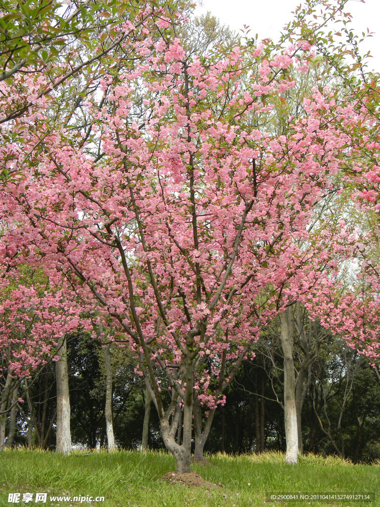 樱花树