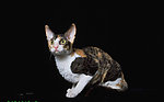 猫咪