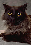 猫咪