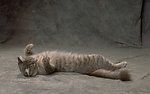 猫咪