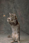 猫咪