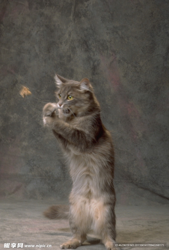 猫咪