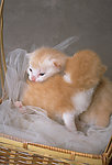 猫咪