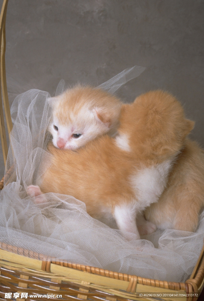 猫咪