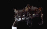 猫咪