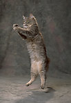 猫咪