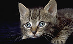 猫咪
