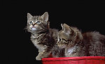 猫咪