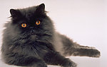 猫咪